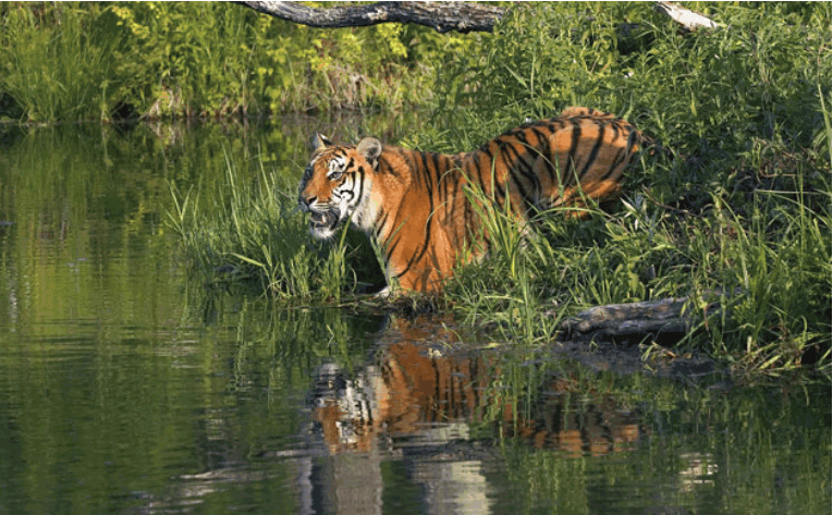 Royal Bengal Tiger