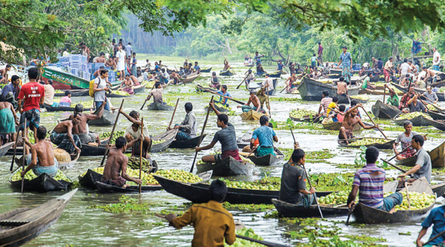 Floating Market of Guava – পেয়ারার ভাসমান বাজার