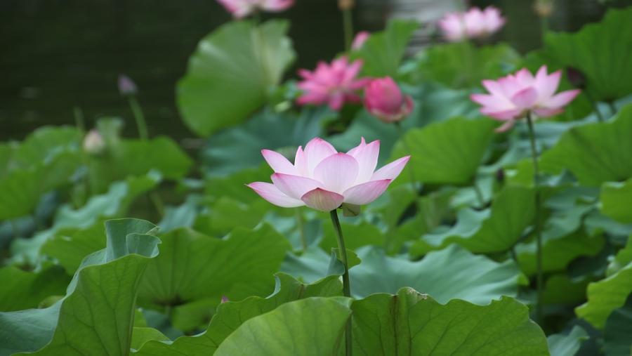 Lotus Flower