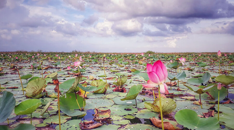 Bhutia Padma Beel : Lotus Flower Heaven